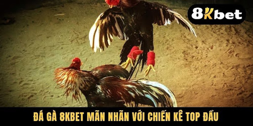 Đá gà 8KBET mãn nhãn với chiến kê top đầu